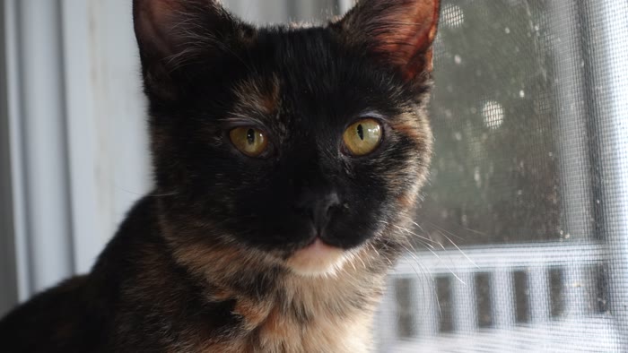 Bella, a tortoiseshell cat looking out a window, one of Gabe's interns