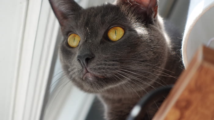 Kitty, a grey cat with yellow eyes, one of Gabe's interns