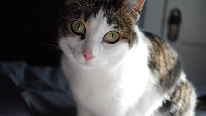 Missy, a calico cat with green eyes, one of Gabe's interns